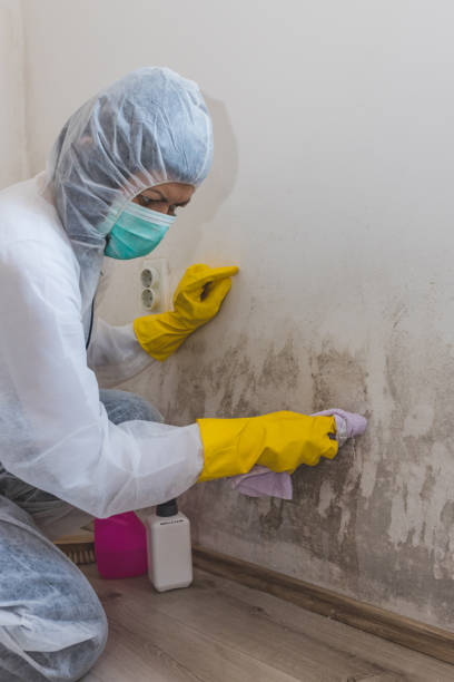 Best Post-Remediation Verification Testing  in Cosmopolis, WA